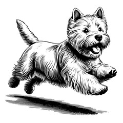 Happy Westie Terrier jumping. Hand Drawn Pen and Ink. Vector Isolated in White. Engraving vintage style illustration for print, tattoo, t-shirt	