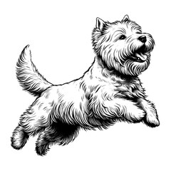 Happy Westie Terrier jumping. Hand Drawn Pen and Ink. Vector Isolated in White. Engraving vintage style illustration for print, tattoo, t-shirt	