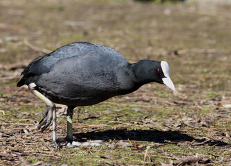Eurasian coot