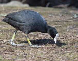 Eurasian coot
