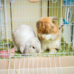 
The lop-eared rabbit is an adorable family pet. This photo shows a lop-eared rabbit washing its...