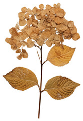 PNG  Real Pressed a hydrangea flower plant herbs
