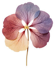 PNG  Dried hortensia flower petal plant inflorescence - obrazy, fototapety, plakaty