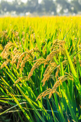 Ripe rice in farm fields. autumn harvest season. selective focus.