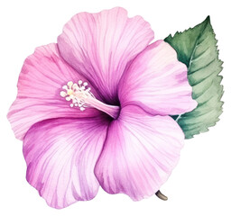 Naklejka premium PNG Hibiscus in Watercolor style blossom flower plant