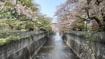 川沿いに咲く桜並木