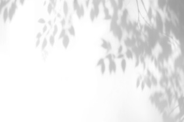 Obraz premium PNG Leaf shadow effect, transparent background