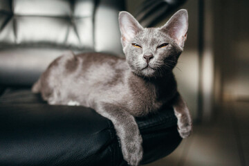 Korat Cat © Jessica
