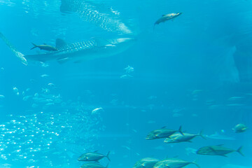 海遊館のジンベイザメ