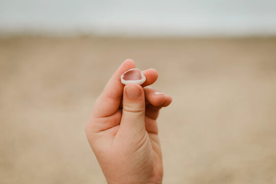 Close up of child's hand holding small shell on the beach