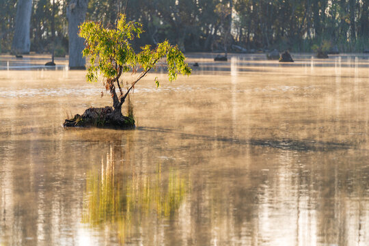 A small tree growing from a stump in the middle of a foggy wetland in golden morning light