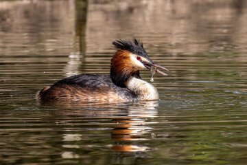 Great Crested Grebe, Podiceps cristatus has caught a fish.