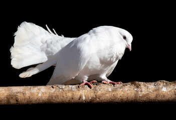 White dove isolated black background