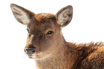 Portrait of a female deer isolated on a white background
