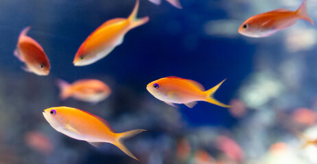Red fish swimming in the aquarium. Aquarium fish closeup