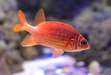 Red fish swimming in the aquarium. Aquarium fish closeup