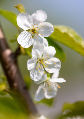 Flowers on a cherry tree in spring. Close-up