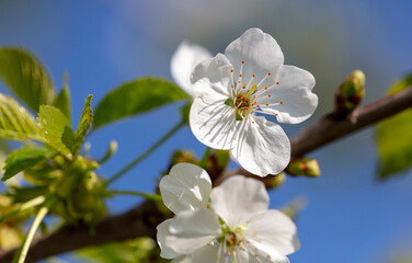 Flowers on a plum tree against the blue sky in spring. Close-up