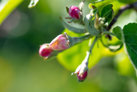 Flowers on an apple tree in spring. Close-up
