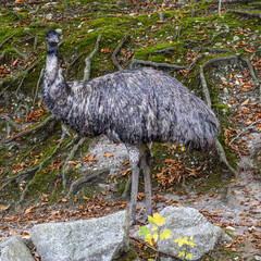 Emu, Dromaius novaehollandiae standing in grass in its habitat