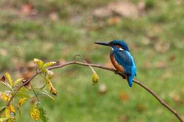 Common kingfisher, Alcedo atthis sitting on a beautiful branch above the river waiting for a fish