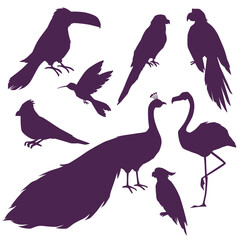 Obraz premium Tropical birds silhouettes, set of vector illustration isolated on white