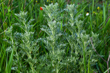 Silver green Wormwood leaves background. Artemisia absinthium, absinthe wormwood plant in herbal kitchen garden, close up, macro