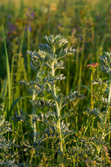 Silver green Wormwood leaves background. Artemisia absinthium, absinthe wormwood plant in herbal kitchen garden, close up, macro