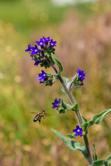 Anchusa officinalis, commonly known as the common bugloss or alkanet with green background
