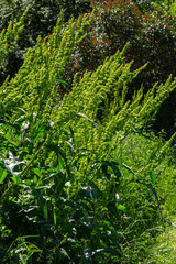 Part of a sorrel bush Rumex confertus growing in the wild with dry seeds on the stem