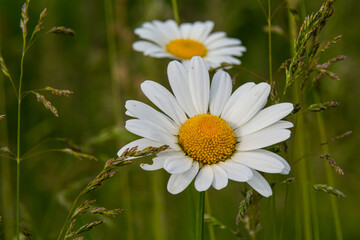 Wild daisy flowers growing on meadow, white chamomiles. Oxeye daisy, Leucanthemum vulgare, Daisies,...