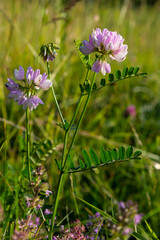 Securigera varia or Coronilla varia, commonly known as crownvetch or purple crown vetch