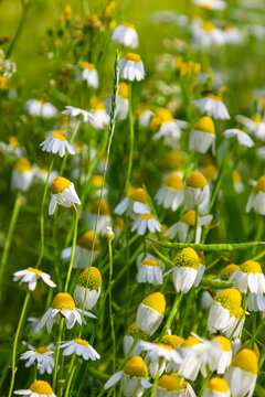Medicinal chamomile Matricaria recutita blooms in the meadow among the of wild grasses