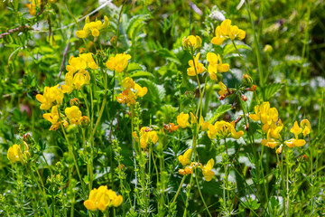 Close up of birds foot trefoil lotus corniculatus flowers in bloom