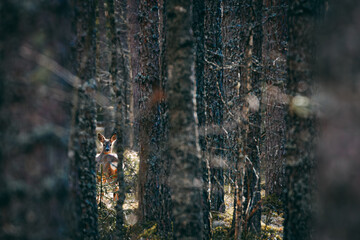deer was hiding among the trees in the forest