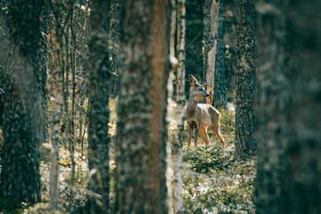 deer was hiding among the trees in the forest