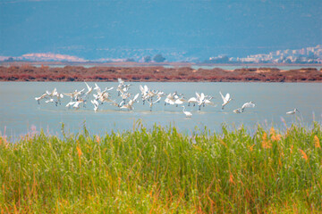 White heron birds flying over blue lake of bird paradise - Goksu, Mersin