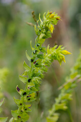 natural flower photos growing in rural areas