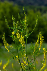 Flowers of Melilotus officinalis is on bright summer background. Blurred background of yellow - green. Shallow depth of field