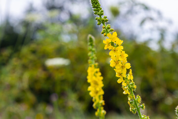Summer in the wild among wild grasses is blooming agrimonia eupatoria