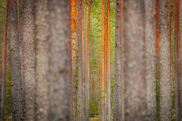 Dry pine tree with birds nests in pine forest