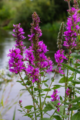 Purple loosestrife Lythrum salicaria inflorescence. Flower spike of plant in the family Lythraceae, associated with wet habitats