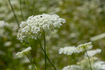 Daucus carota known as wild carrot blooming plant - obrazy, fototapety, plakaty