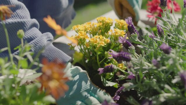 Young woman planting and watering flowers on a warm spring afternoon