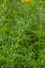 Flower of a common ragweed, Ambrosia artemisiifolia