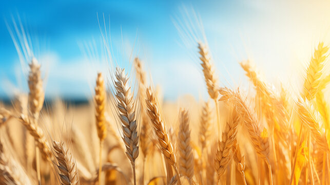 Photo of wheat spikelets in field