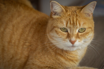 portrait d'un chat roux, en gros plan - 784982099