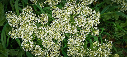 plusieurs fleurs blanches sauvages dans le sud de la France - 784982208