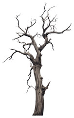 Fototapeta premium PNG Dead tree sketch plant tranquility