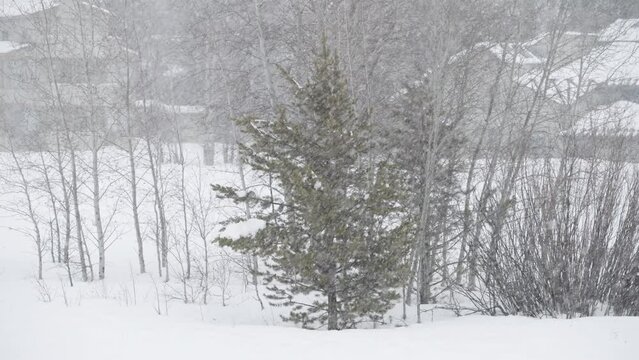Slow motion shot of heavy snowfall in front of a stand of trees. Shot in 4k 60fps